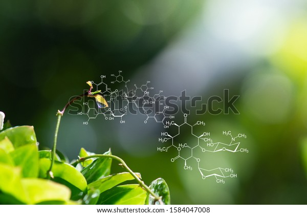 Plants Background Biochemistry Structure Stock Photo (Edit Now) 1584047008