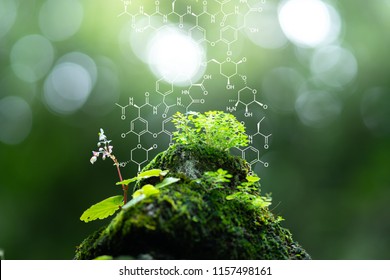 Plants Background With Biochemistry Structure. Copy Space Using As Background Or Input Any Text As You Wish. Natural And Science Concept.