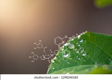 Plants background with biochemistry structure. A dew in the morning.