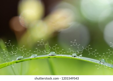 Plants background with biochemistry structure. Morning dew on grass leaf. - Powered by Shutterstock