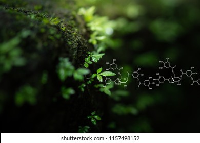 Plants Background With Biochemistry Structure. Shallow DOF. Copy Space Using As Background Or Input Any Text As You Wish. Natural And Science Concept.