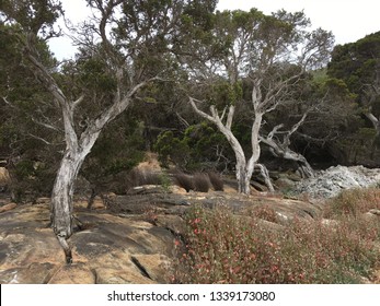 Plants At The Banks Of Wilson Inlet In Denmark, Western Australia