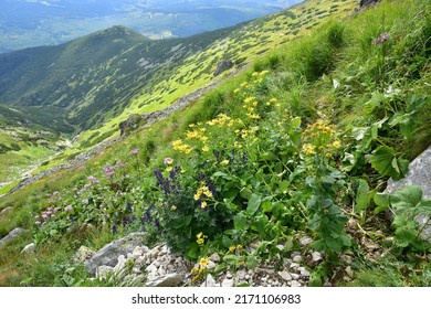 Plants below Krivan peak, High Tatras, Slovakia