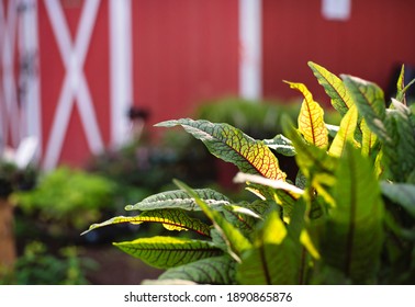 Plants, Bight Sunshine And Red Barn