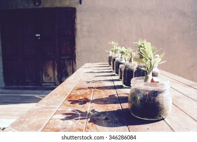 Plants in Bloom