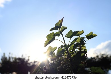 plants blooming in spring
