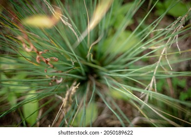 Plants By The River. Macro Photography.