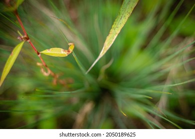 Plants By The River. Macro Photography.