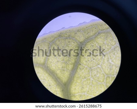 Plants cell find with microscope.