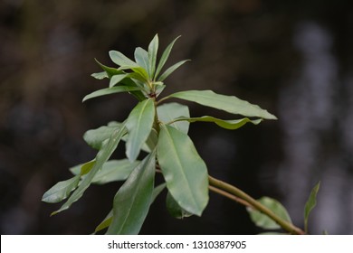 Plants close up
