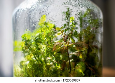 Plants in a closed glass bottle. Terrarium jar ecosystem. Moisture condenses on the inside. Process of photosynthesis. Water vapor is created in the humid environment and absorbed back into the soil