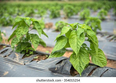 Plants  Cover Crop.