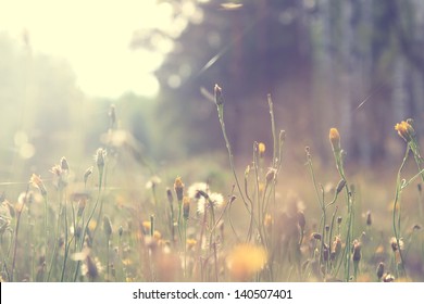 plants dandelions - Shutterstock ID 140507401