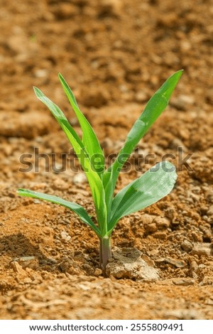 Similar – Foto Bild Bio Lauch Zwiebeln