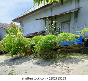 Plants During The Days Is A Landscape, Exterior, Rural And Tourism Images Collection. You Can Download Free, High-resolution Stock Photos That Are Allowed To Use An...