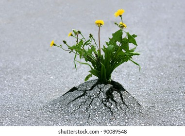 Plants emerging through hard asphalt. Illustrates the force of nature and fantastic achievements.