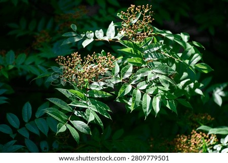 Plants are the eukaryotic organisms that constitute the kingdom Plantae