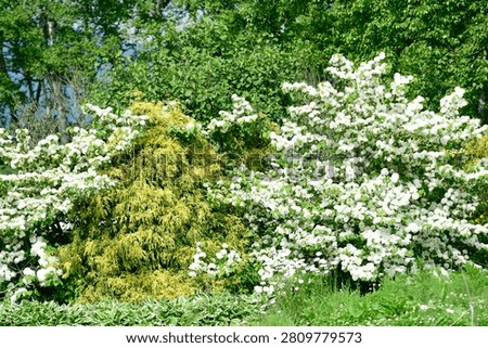 Plants are the eukaryotic organisms that constitute the kingdom Plantae