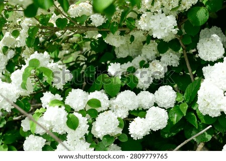 Plants are the eukaryotic organisms that constitute the kingdom Plantae