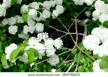 Plants are the eukaryotic organisms that constitute the kingdom Plantae