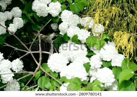 Plants are the eukaryotic organisms that constitute the kingdom Plantae