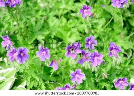 Plants are the eukaryotic organisms that constitute the kingdom Plantae