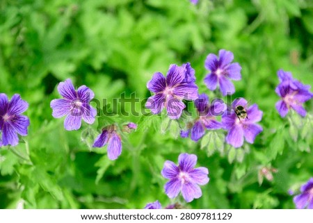 Plants are the eukaryotic organisms that constitute the kingdom Plantae