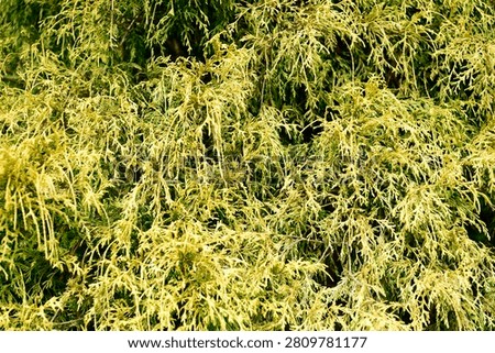 Plants are the eukaryotic organisms that constitute the kingdom Plantae