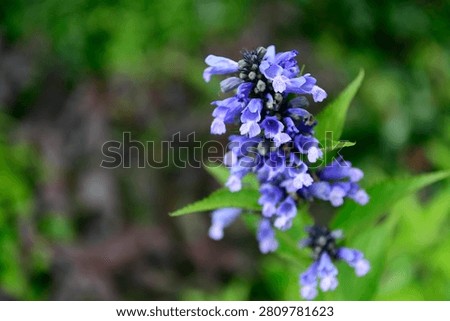 Plants are the eukaryotic organisms that constitute the kingdom Plantae