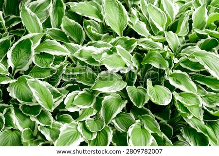 Plants are the eukaryotic organisms that constitute the kingdom Plantae