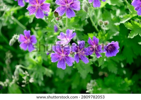 Plants are the eukaryotic organisms that constitute the kingdom Plantae
