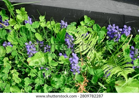 Plants are the eukaryotic organisms that constitute the kingdom Plantae