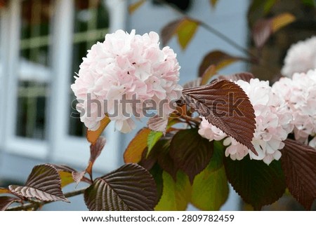 Plants are the eukaryotic organisms that constitute the kingdom Plantae
