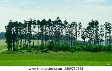 Plants are the eukaryotic organisms that constitute the kingdom Plantae