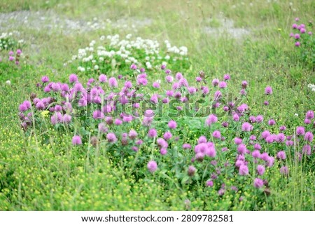 Plants are the eukaryotic organisms that constitute the kingdom Plantae