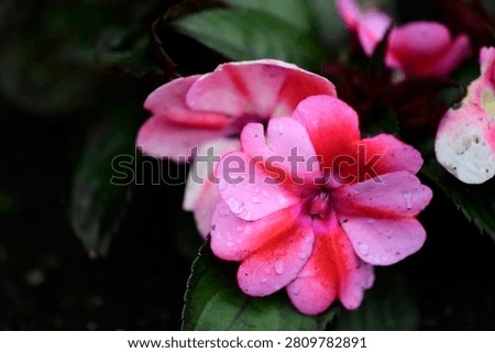 Plants are the eukaryotic organisms that constitute the kingdom Plantae