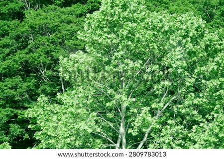 Plants are the eukaryotic organisms that constitute the kingdom Plantae