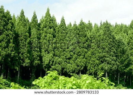 Plants are the eukaryotic organisms that constitute the kingdom Plantae