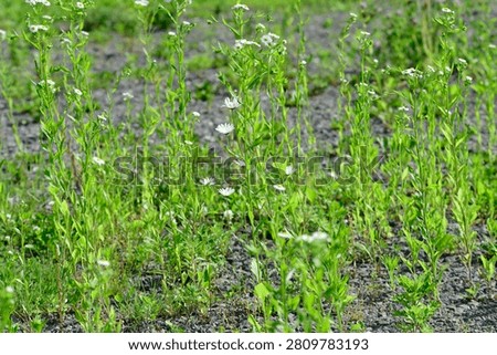 Plants are the eukaryotic organisms that constitute the kingdom Plantae