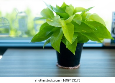 Plants in flower pot on table near window. Stress relief concept