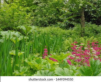 Plants And Flowers In Bog Garden