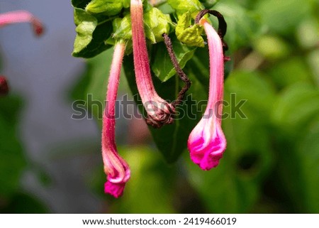 Plants and Flowers Photography. Plant Closeup. Macro shot of Brugmansia Flower Buds. Beautiful pink Burgmansia flowers photographed using a macro lens. Bandung, Indonesia