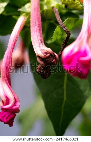 Plants and Flowers Photography. Plant Closeup. Macro shot of Brugmansia Flower Buds. Beautiful pink Burgmansia flowers photographed using a macro lens. Bandung, Indonesia