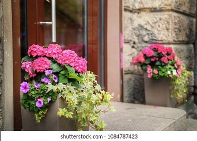 plants and flowers in pots on a doorstep leading to a garden or patio.