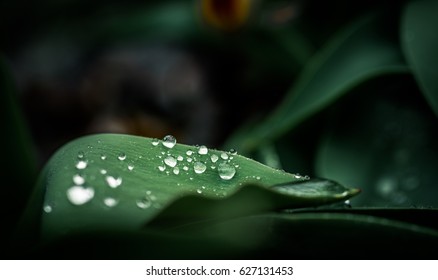 Plants With Fresh Water Drops In Garden On A Rainy Morning In Countryside. Sustainable Lifestyle For Better Future. 