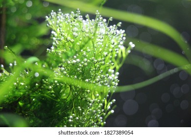 Plants In A Freshwater Home Aquarium