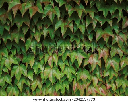 Plants in the garden. Leaves of different colors. High resolution image 200 megapixels
