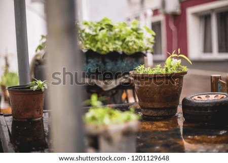 Similar – Image, Stock Photo Flower pots and cacti on one table