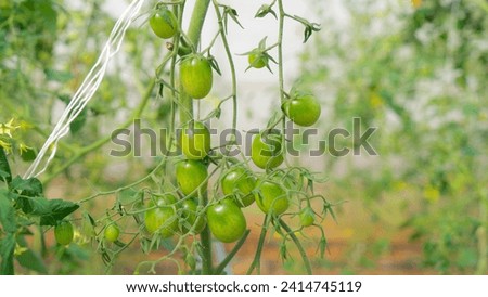 plants in a garden The product has a spherical shape, is green and not yet fully ripe. The color tone of the picture is natural. The face is clear and the background is blurred. Looks three-dimensiona