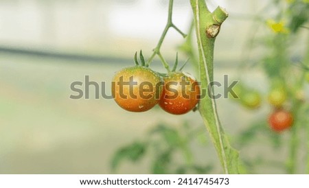 plants in a garden The product has a spherical shape, is green and not yet fully ripe. The color tone of the picture is natural. The face is clear and the background is blurred. Looks three-dimensiona